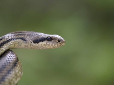 Dört çizgili yılan (Elaphe quatuorlineata)