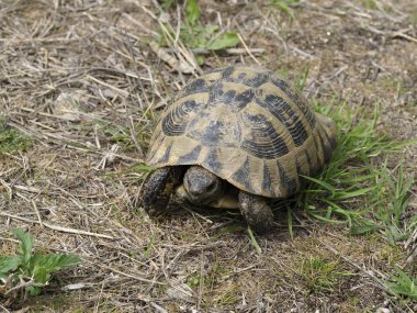 Hermann 'ın kaplumbağası, Testudo Hermanni