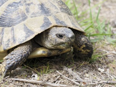 Hermann 'ın kaplumbağası, Testudo Hermanni