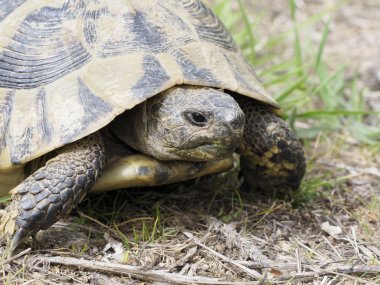 Hermann's tortoise, Testudo hermanni clipart
