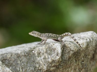 Kotschys gecko, Cyrtopodion kotschyi