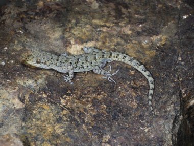 Kotschys gecko, Cyrtopodion kotschyi