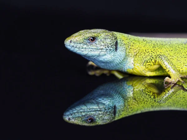 European green lizard, Lacerta viridis — Stock Photo, Image