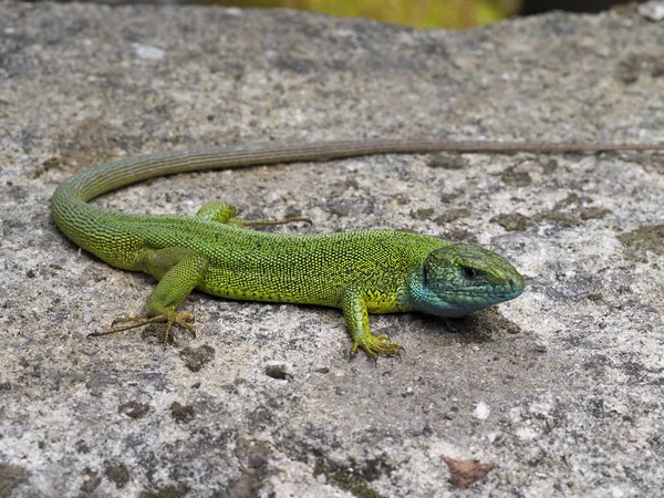 Avrupa yeşil kertenkele, lacerta viridis — Stok fotoğraf