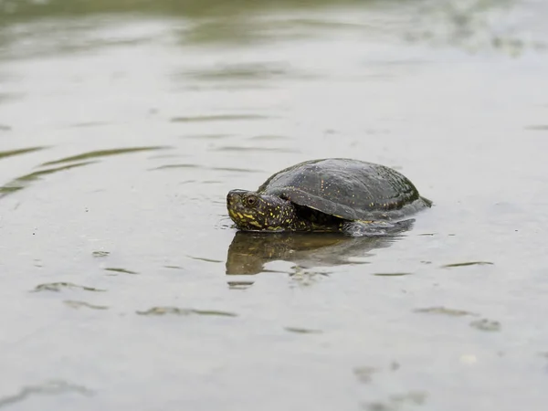 Tartaruga europeia, Emys orbicularis — Fotografia de Stock