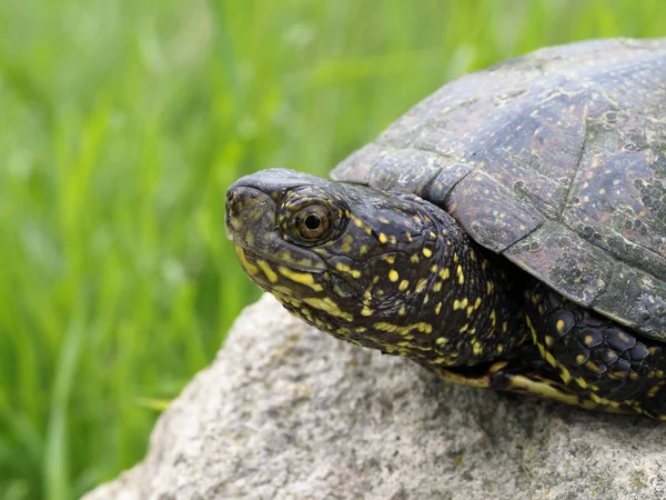 Tortuga de estanque europea, Emys orbicularis —  Fotos de Stock