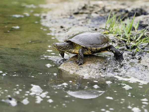 European pond turtle, Emys orbicularis — Stock Photo, Image