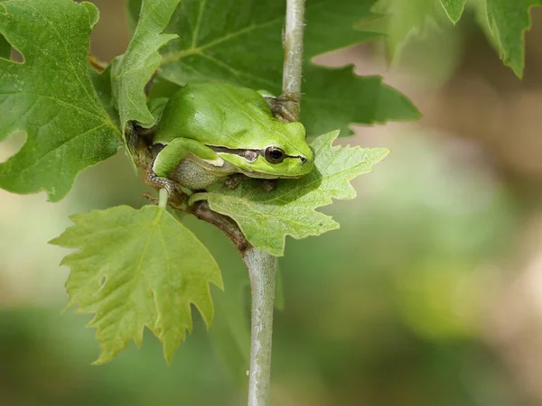 Avrupa ağaç kurbağası, Hyla arborea — Stok fotoğraf