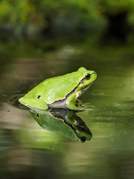 Europese boomkikker, Hyla arborea — Stockfoto