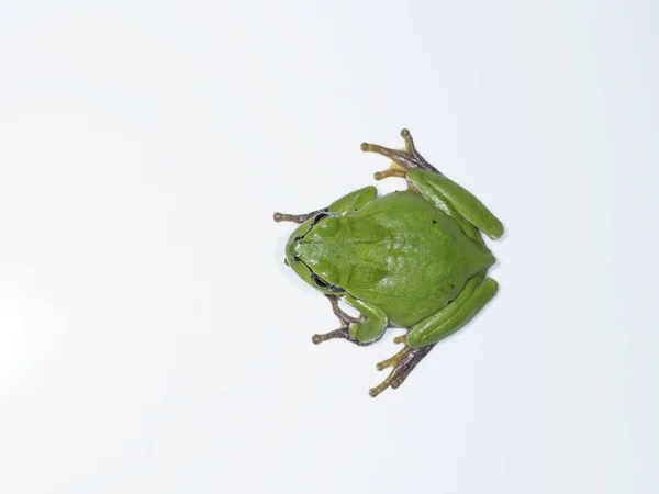 European tree frog, Hyla arborea — Stock Photo, Image