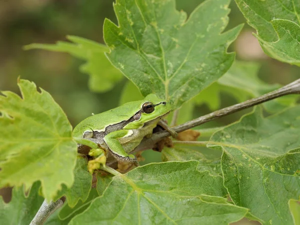 European tree frog, Hyla arborea — Stock Photo, Image