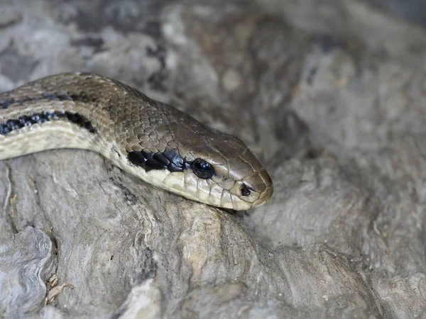 Vier-gevoerde slang, Elaphe quatuorlineata — Stockfoto