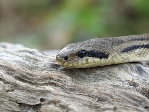 Négyvonalas kígyó, eltelő Négycsíkos — Stock Fotó