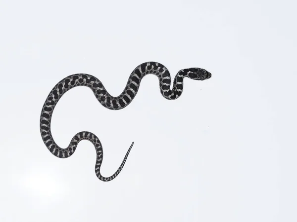 Cobra de quatro linhas, Elaphe quatuorlineata — Fotografia de Stock