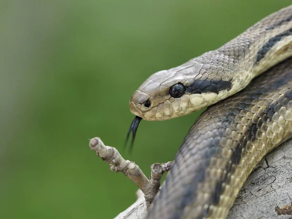 Cobra de quatro linhas, Elaphe quatuorlineata — Fotografia de Stock