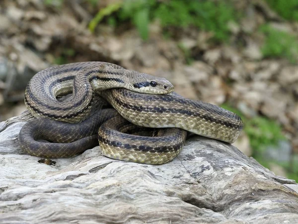 네 줄지어 있는 뱀, Elaphe quatuorlineata — 스톡 사진