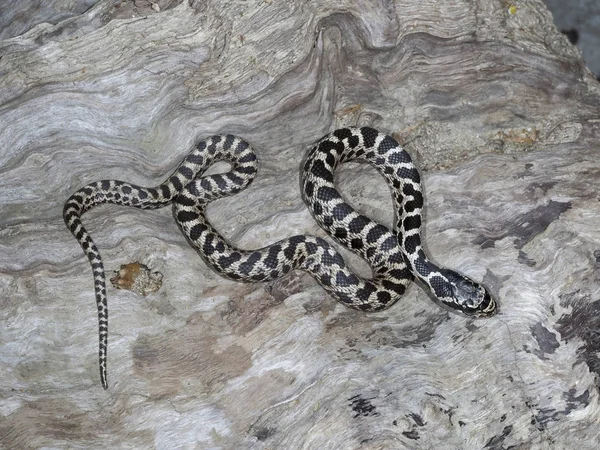 Four-lined snake, Elaphe quatuorlineata — Stock Photo, Image