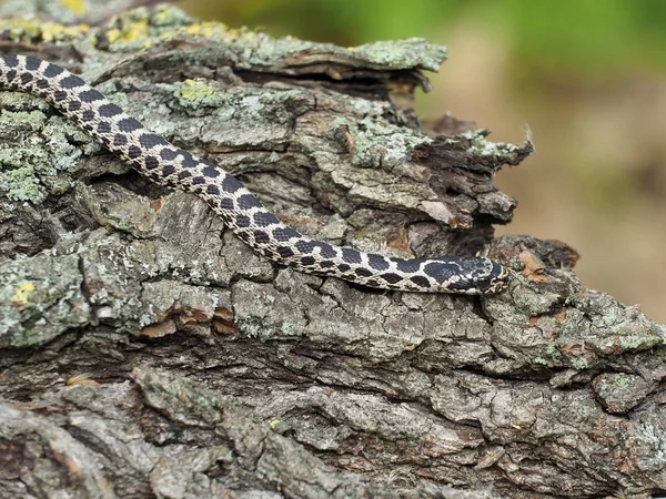 Cztero-wyłożony wąż, Elaphe quatuorlineata — Zdjęcie stockowe