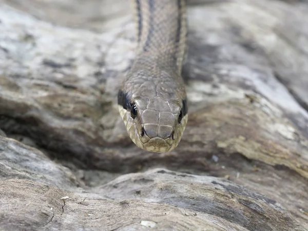 Four-lined snake, Elaphe quatuorlineata — Stock Photo, Image
