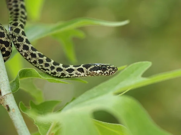 Four-lined snake, Elaphe quatuorlineata — Stock Photo, Image