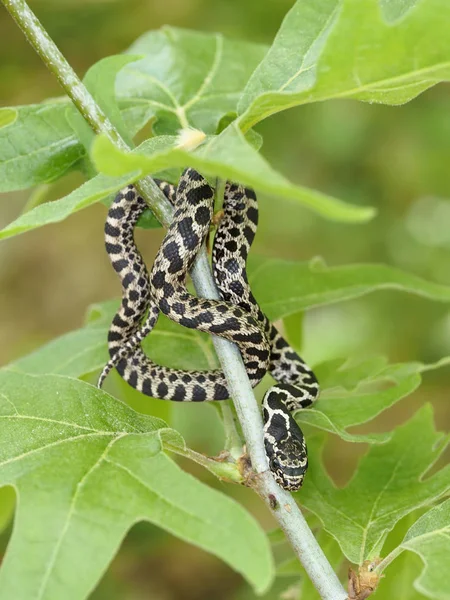 네 줄지어 있는 뱀, Elaphe quatuorlineata — 스톡 사진