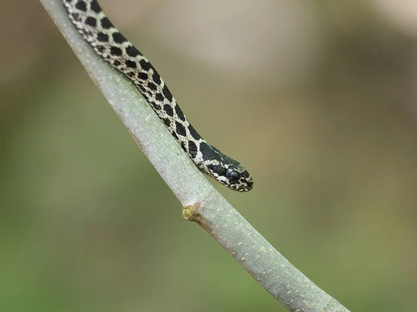 네 줄지어 있는 뱀, Elaphe quatuorlineata — 스톡 사진