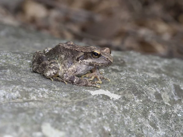 Grenouille des ruisseaux, Rana graeca — Photo