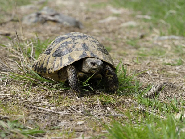 Żółw Hermanna, Testudo hermanni — Zdjęcie stockowe