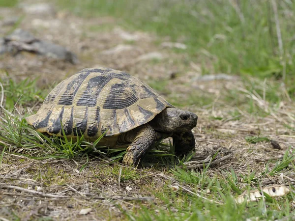 Żółw Hermanna, Testudo hermanni — Zdjęcie stockowe