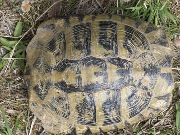 Hermann 's Tortoise, testudo hermanni — стоковое фото