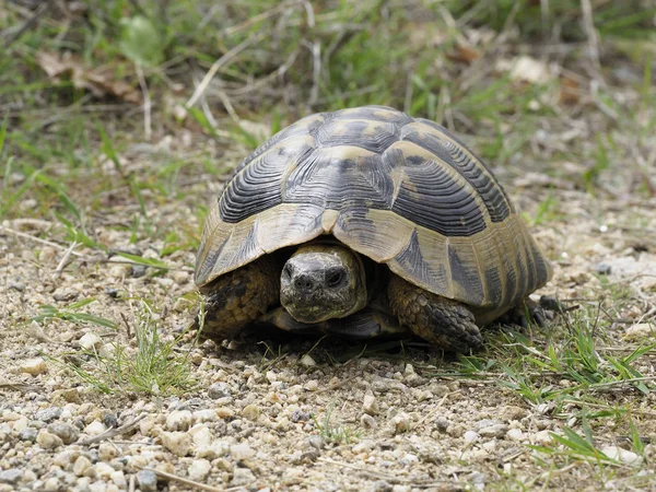 Żółw Hermanna, Testudo hermanni — Zdjęcie stockowe