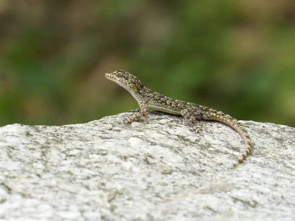 Kotschys gecko, Cyrtopodion kotschyi — Stock Photo, Image