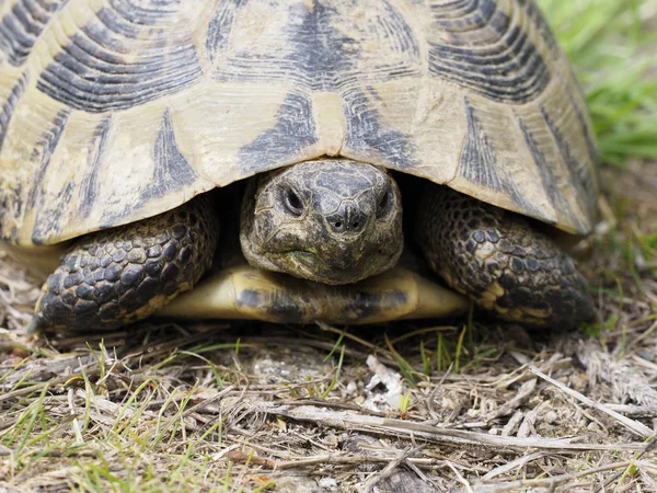 Żółw Hermanna, Testudo hermanni — Zdjęcie stockowe