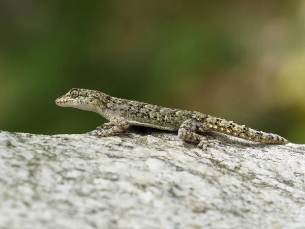 Kotschys gecko, Cyrtopodion kotschyi — Stock Photo, Image