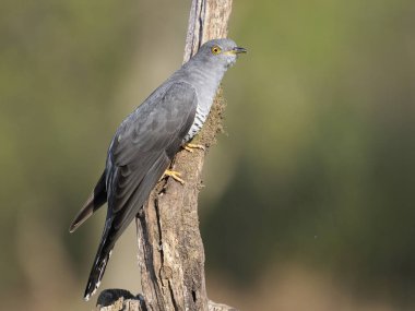 Ortak guguk kuşu , Cuculus kanor     