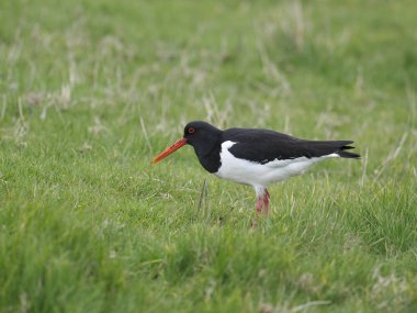 Poyraz kuşugiller, haematopus ostralegus   