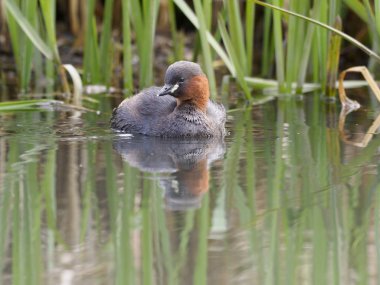 Küçük batağan veya dabchick, tachybaptus ruficollis  