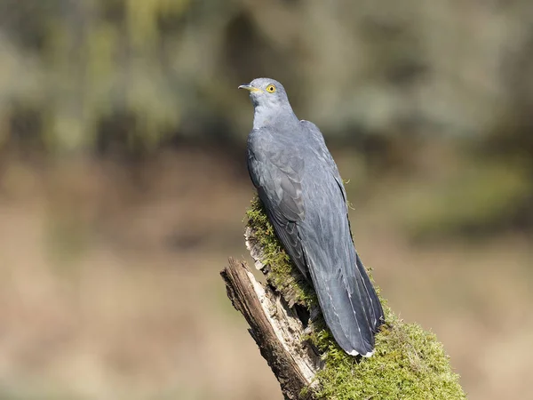 Cuco-comum, Cuculus canorus — Fotografia de Stock