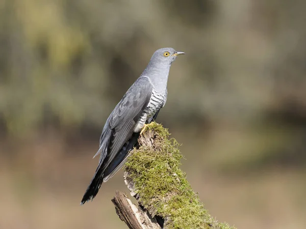 Common cuckoo, Cuculus canorus — Stock Photo, Image