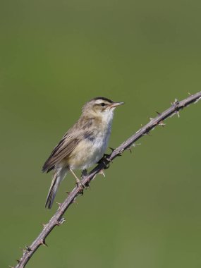 Çalı bülbülü, Akrocephalus schoenobaenus 