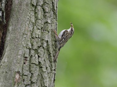 Tırmaşık kuşugiller, certhia familiaris