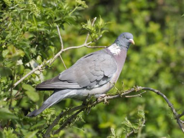 Tahta güvercin, Columba Palumbus 