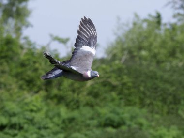 Tahta güvercin, Columba Palumbus 