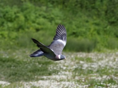 Tahta güvercin, Columba Palumbus 
