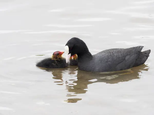 Focha común, fulica atra —  Fotos de Stock