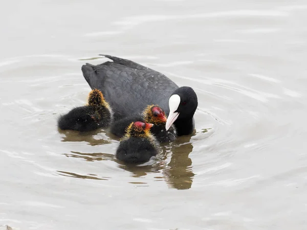 Focha común, fulica atra —  Fotos de Stock