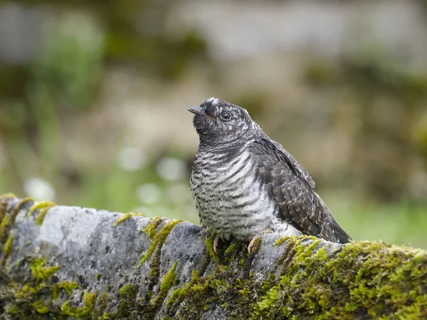 Cuco, Cuculus canorus — Foto de Stock