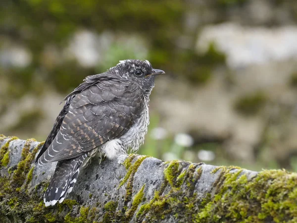 Kukačka, cuculus canorus — Stock fotografie