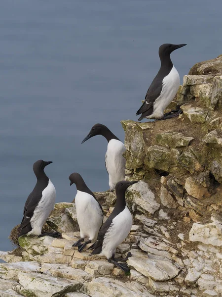 Guillemot, Uria aalge — Fotografia de Stock