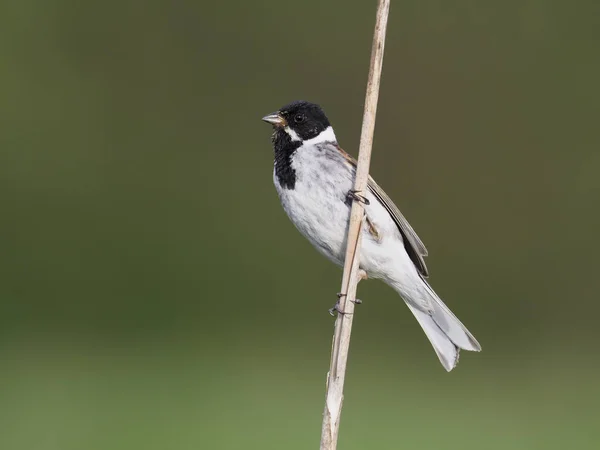 리드 멧 새, emberiza schoeniclus — 스톡 사진